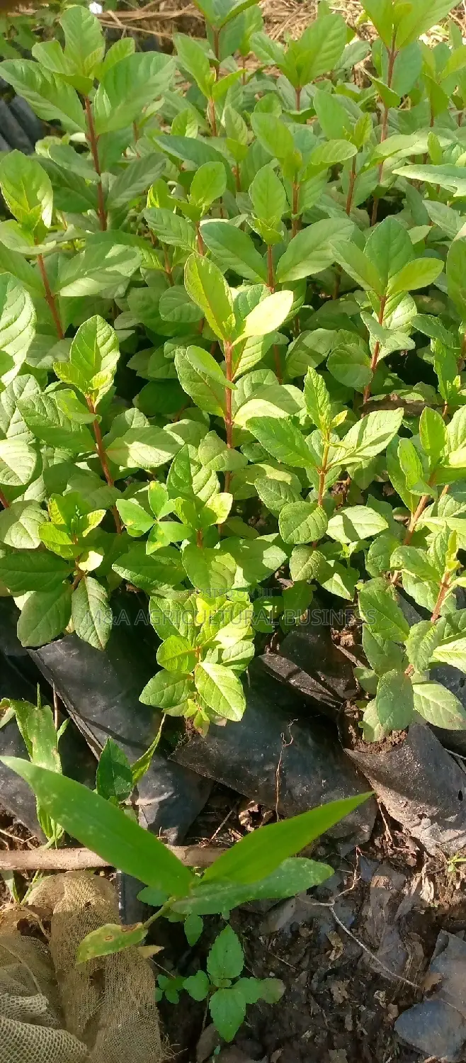 Sweet White Indonesian Guava