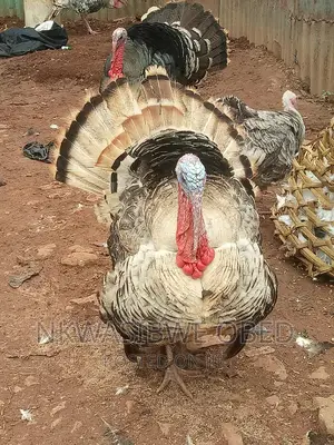 Turkeys for Sell