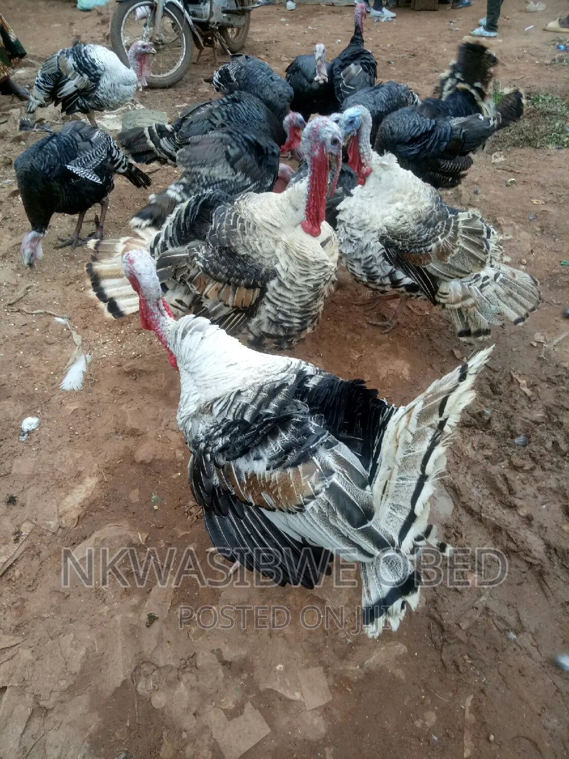 Turkeys for Sell