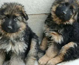 German Sherperd Pure Original Breed Puppies