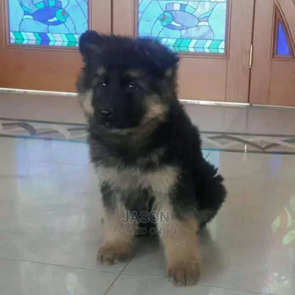 German Sherperd Pure Original Breed Puppies