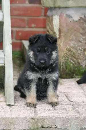 German Sherperd Pure Original Breed Puppies