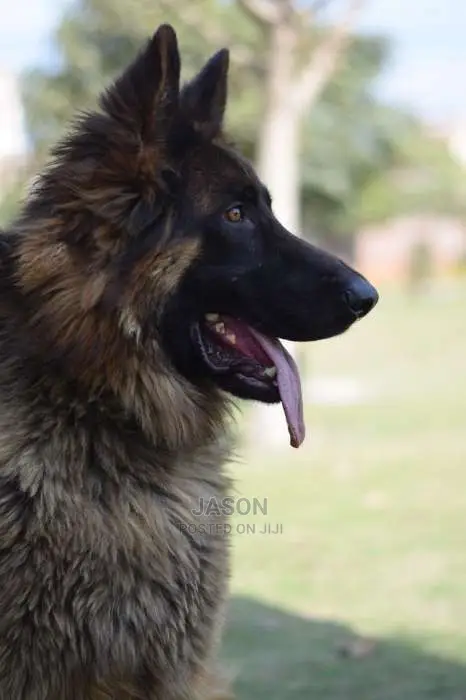 German Sherperd Pure Original Breed Puppies