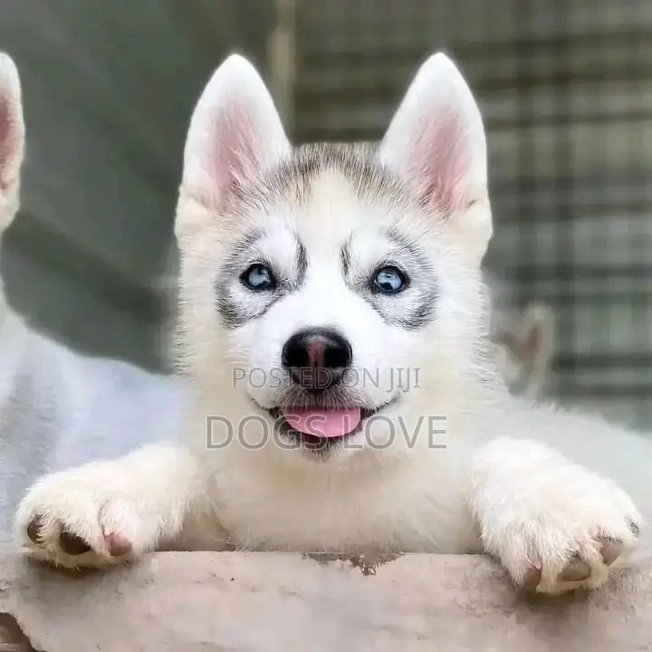 1-3 months Female Purebred Siberian Husky