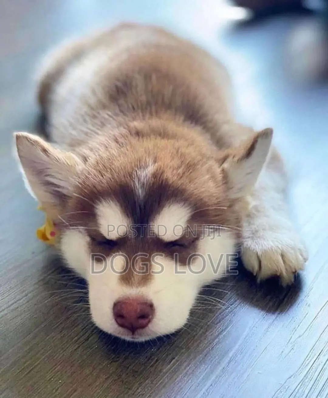 1-3 months Female Purebred Siberian Husky