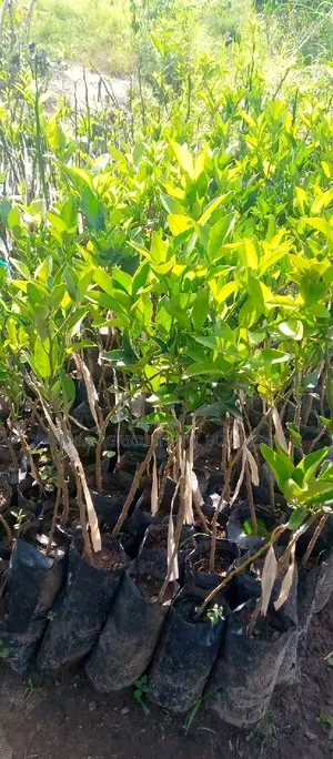 Washington Orange Trees