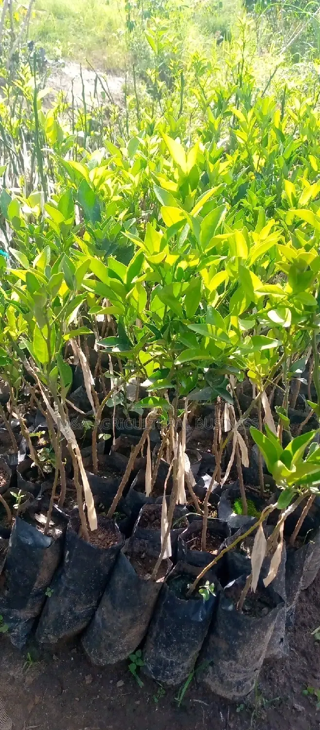 Washington Orange Trees