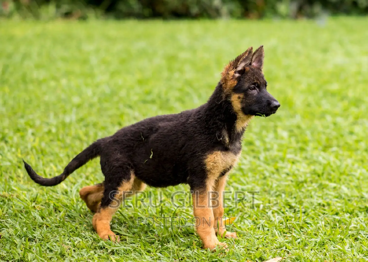 1-3 months Male Purebred German Shepherd