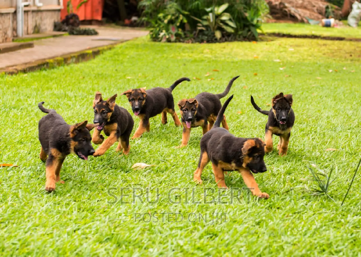 1-3 months Male Mixed Breed German Shepherd