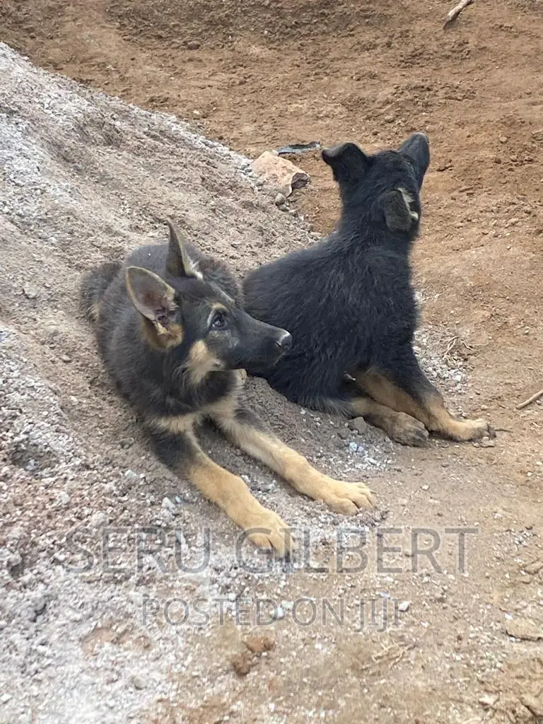 3-6 months Male Purebred German Shepherd