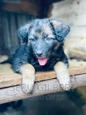 0-1 month Male Purebred German Shepherd