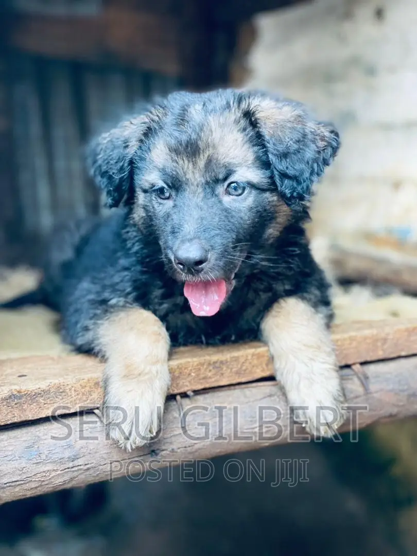 0-1 month Male Purebred German Shepherd