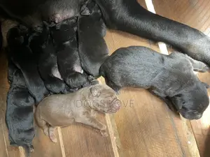 1-3 months Female Purebred Labrador Retriever