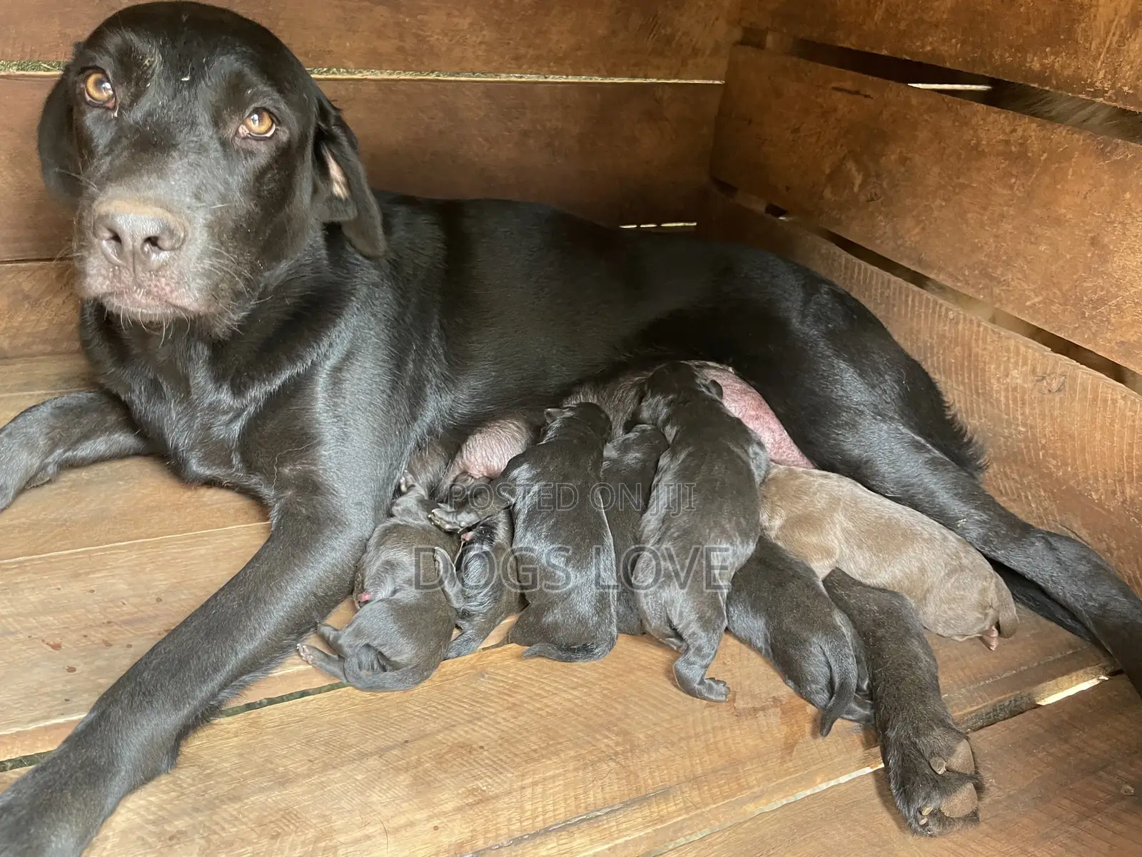 1-3 months Female Purebred Labrador Retriever