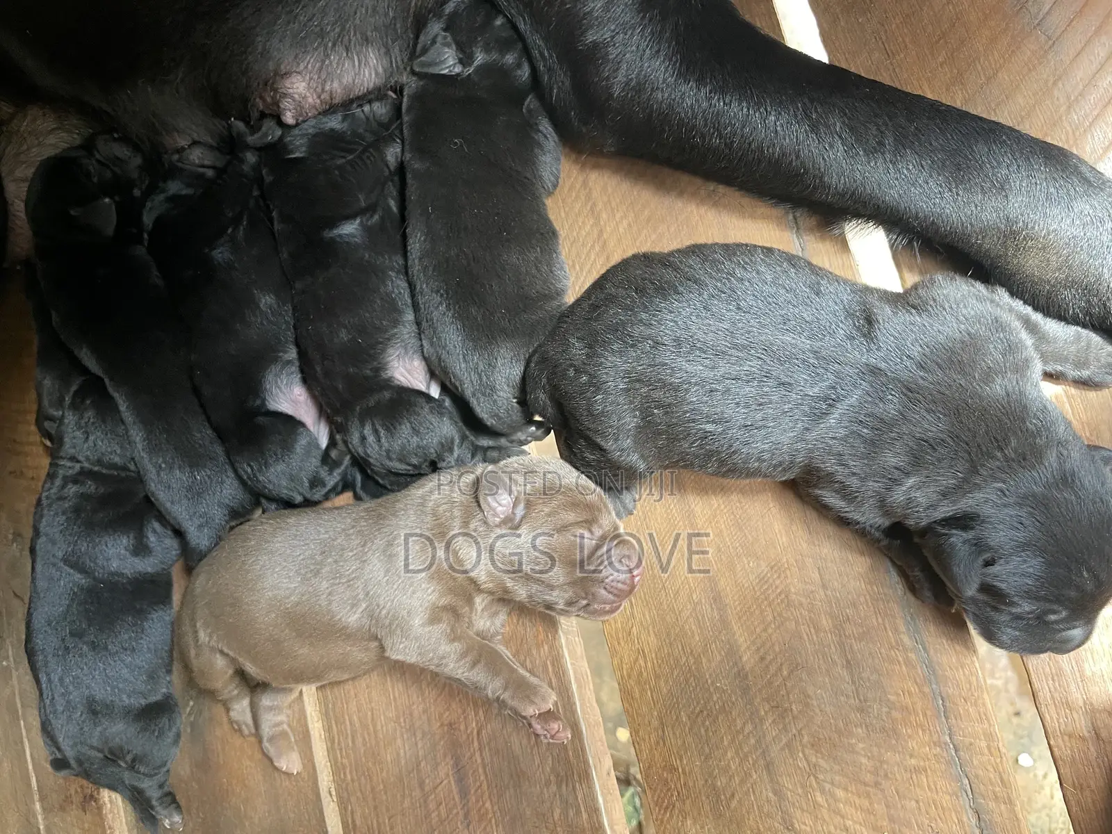 1-3 months Female Purebred Labrador Retriever