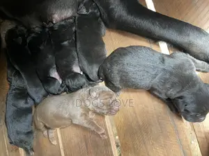 1-3 months Female Purebred Labrador Retriever