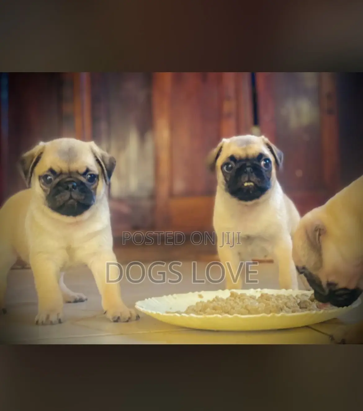 1-3 months Female Purebred Pug