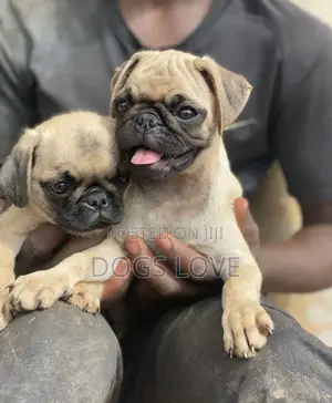 1-3 months Female Purebred Pug