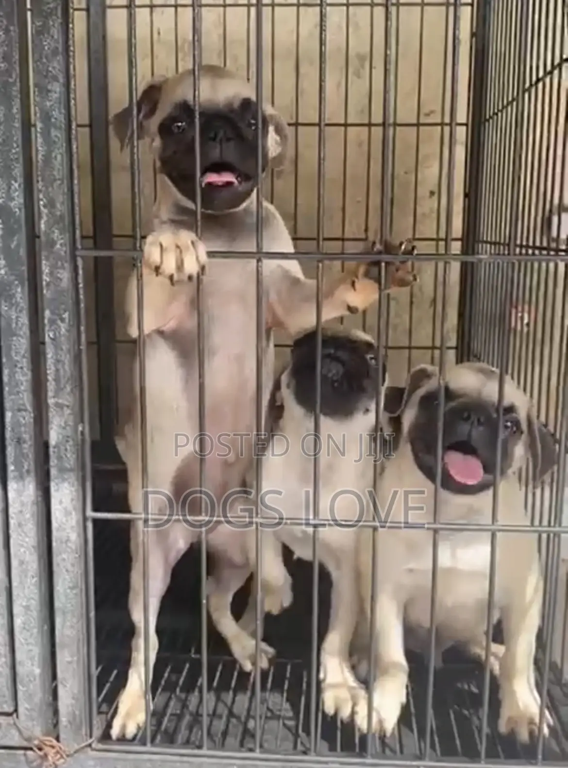 1-3 months Female Purebred Pug