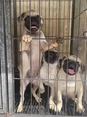 1-3 months Female Purebred Pug