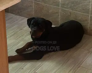 3-6 months Male Purebred Rottweiler
