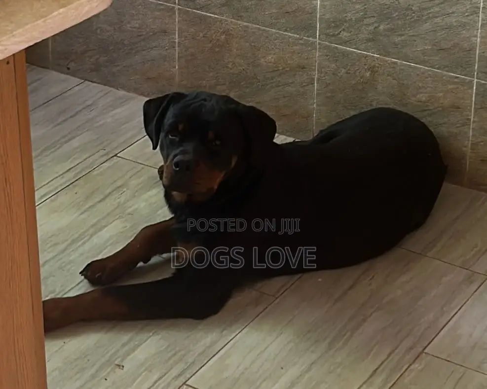 3-6 months Male Purebred Rottweiler