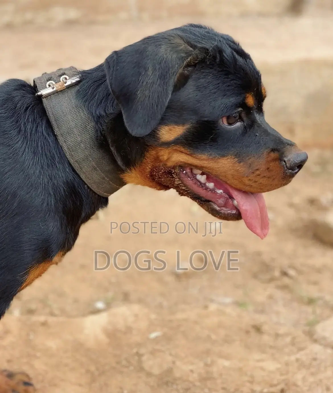 3-6 months Male Purebred Rottweiler