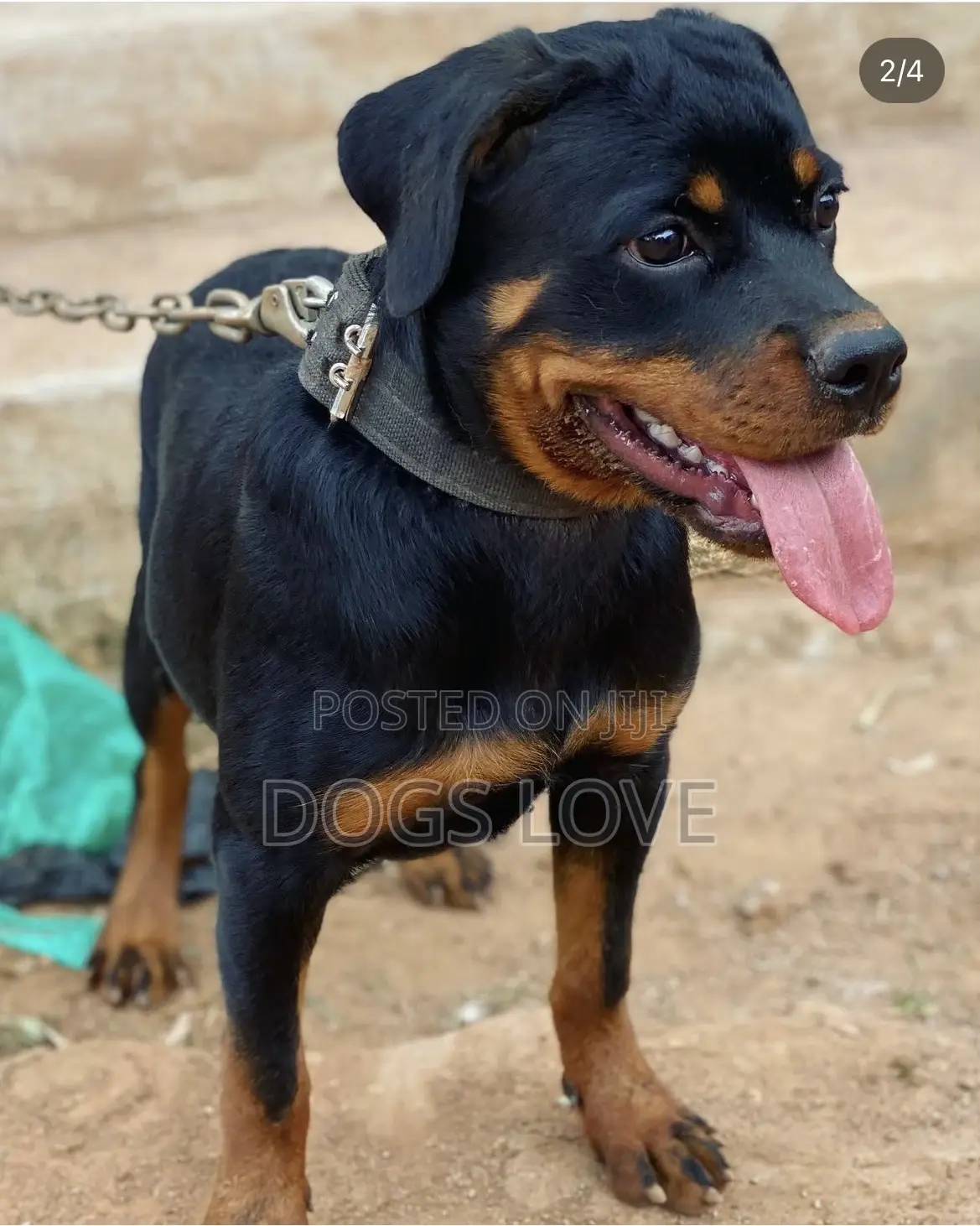 3-6 months Male Purebred Rottweiler