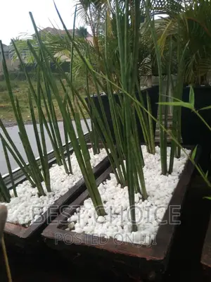 Green Sansevieria
At a Whole Sale Price