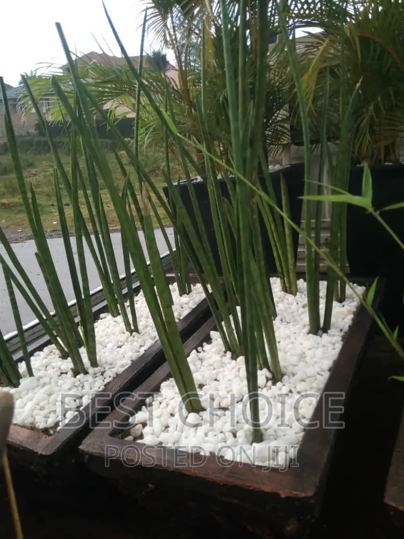 Green Sansevieria
At a Whole Sale Price