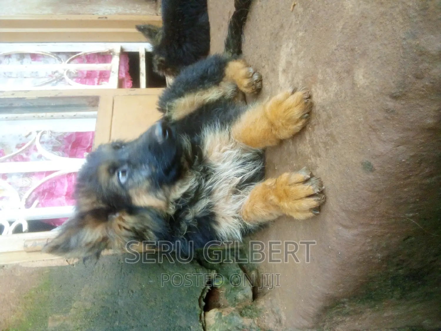 1-3 months Male Purebred Boerboel