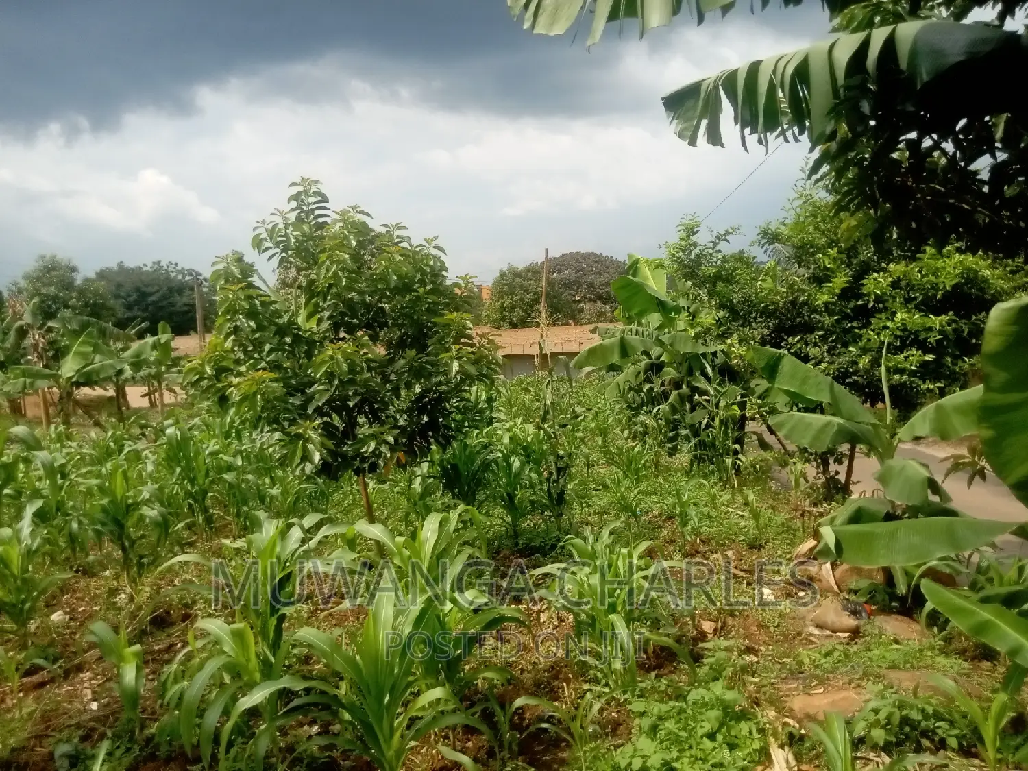 50decimals Commercial Land for Sale in Komamboga Kyanja