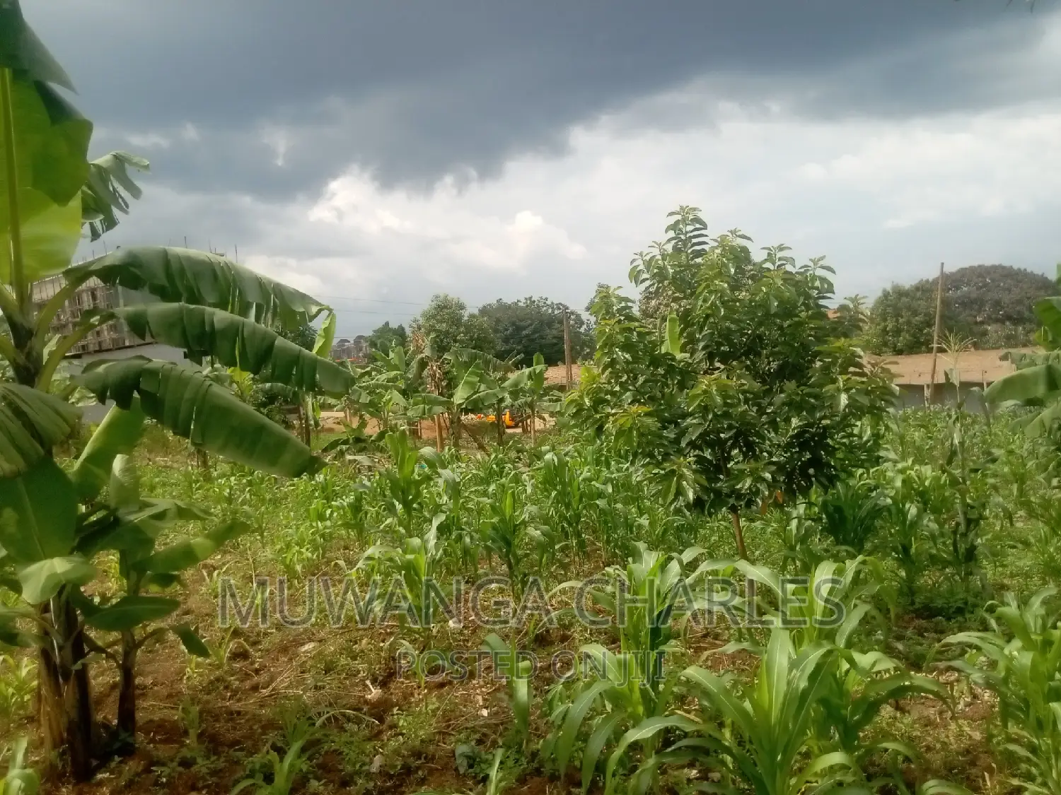 50decimals Commercial Land for Sale in Komamboga Kyanja
