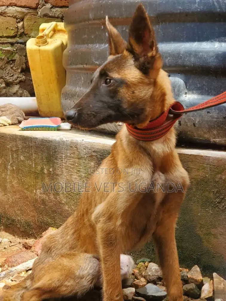 3-6 months Male Purebred German Shepherd