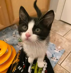 1-3 months Male Purebred Bengal
