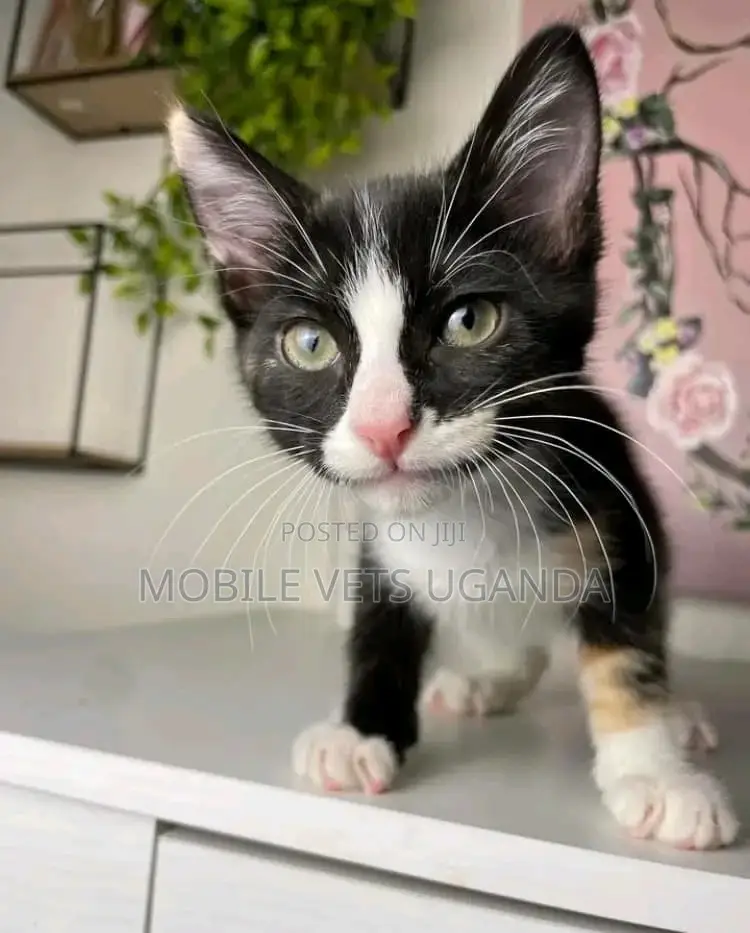 1-3 months Female Purebred American Shorthair