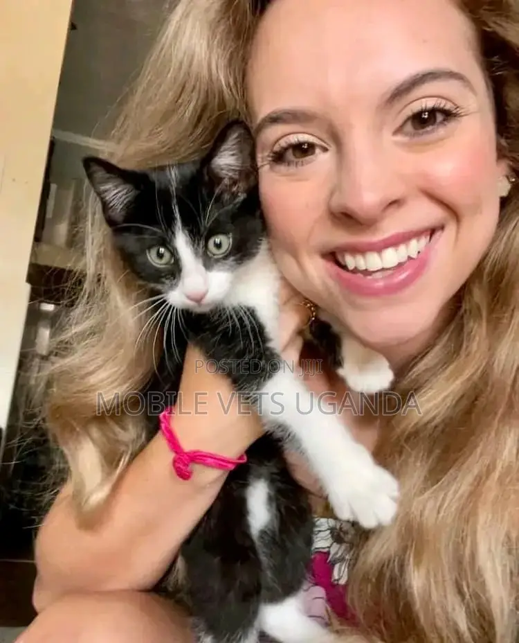 1-3 months Female Purebred American Shorthair