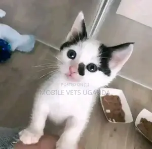 0-1 month Male Purebred American Bobtail