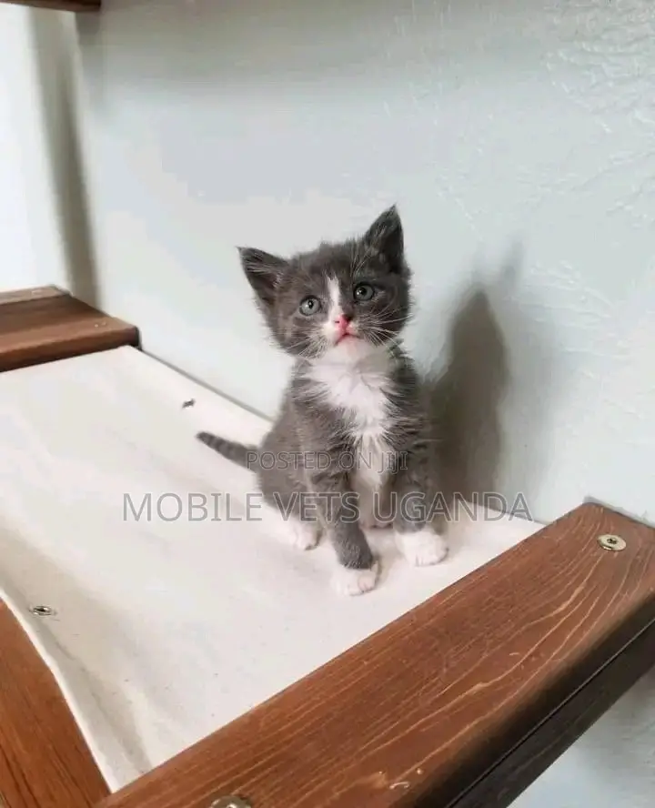 0-1 month Male Purebred American Bobtail