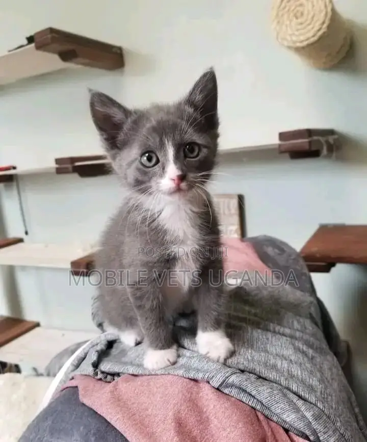 1-3 months Male Purebred American Bobtail