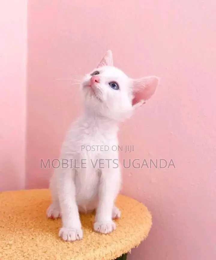 0-1 month Male Purebred British Shorthair