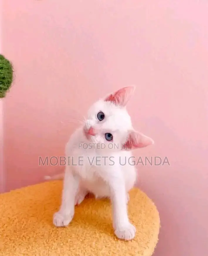 1-3 months Female Purebred Bombay