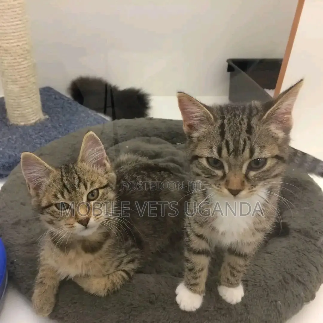 1-3 months Male Purebred British Shorthair