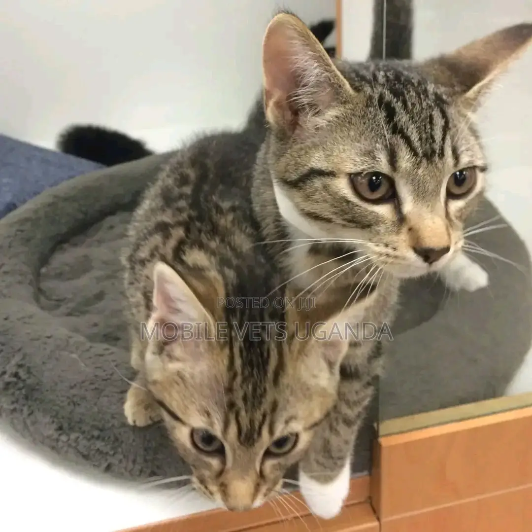 1-3 months Male Purebred British Shorthair