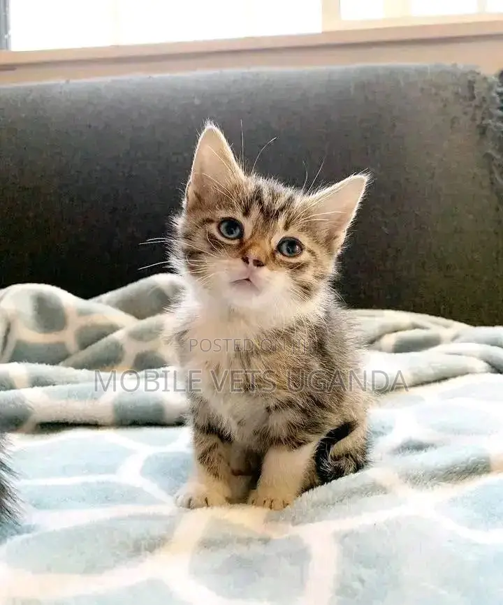 3-6 months Male Purebred American Bobtail
