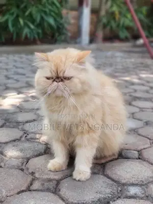 1+ year Male Purebred Persian