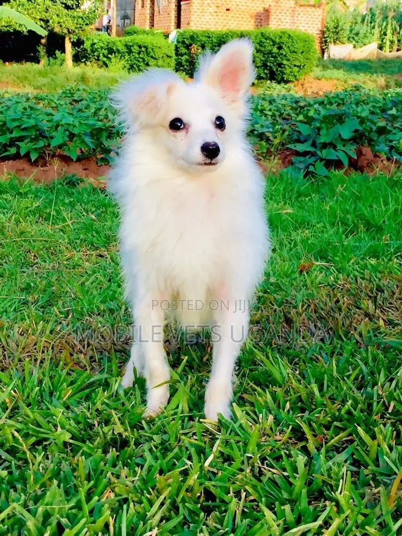 3-6 months Male Purebred Japanese Spitz