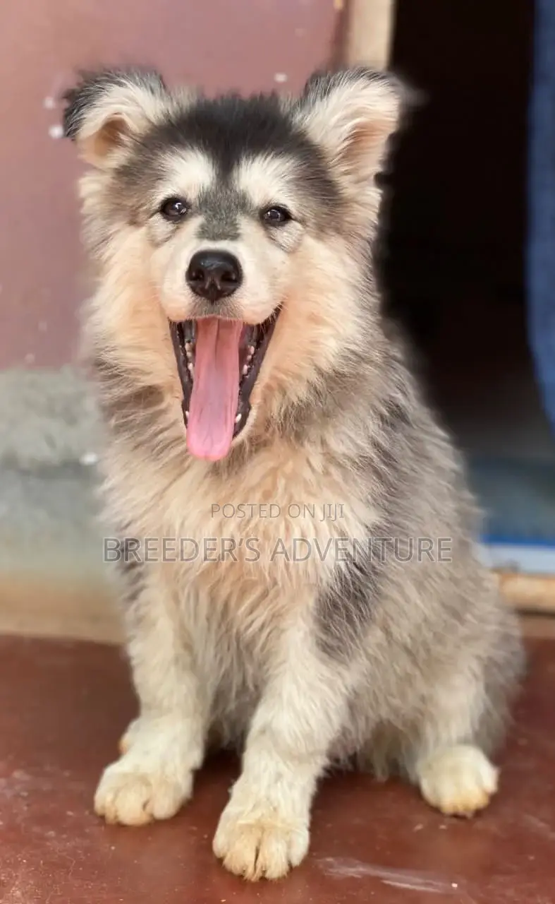 1-3 months Male Purebred Siberian Husky