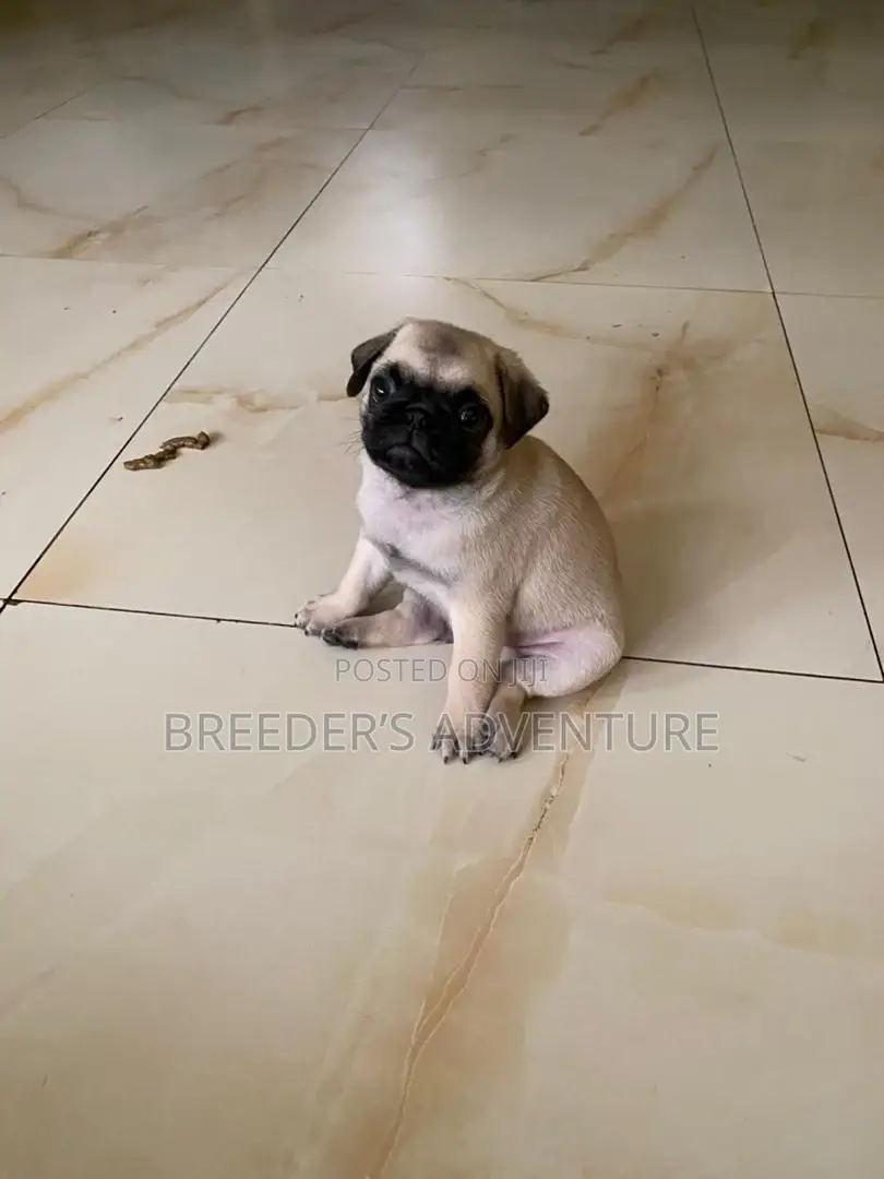 1-3 months Female Purebred Pug