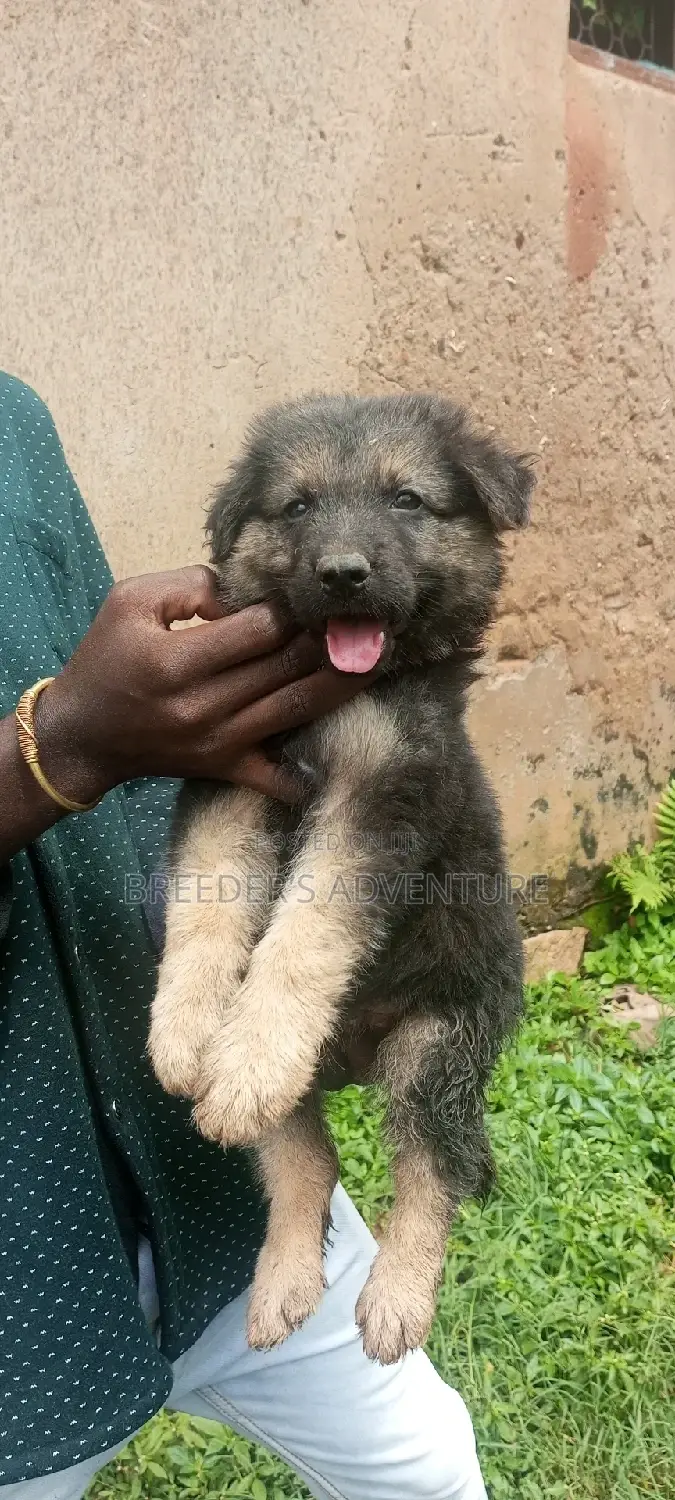 1-3 months Male Purebred German Shepherd